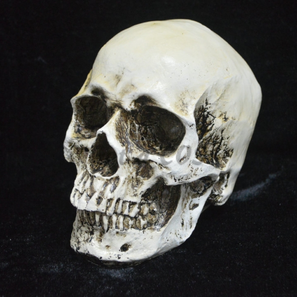 Halloween Supplies Skull Model