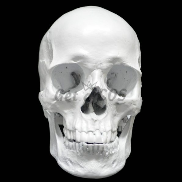 Halloween Decorations Human Skull Model