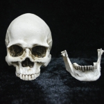 Halloween Supplies Small Skull