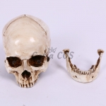 Halloween Decorations Tooth Separation Skull