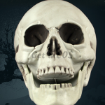 Halloween Decorations Horror Skull