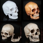Halloween Decorations Human Skull Model