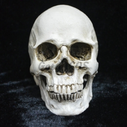 Halloween Decorations Resin Skull Head