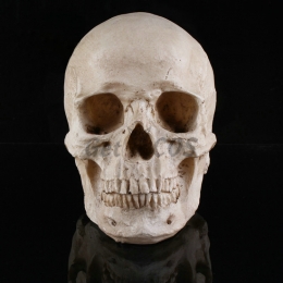 Halloween Supplies Skull Toy