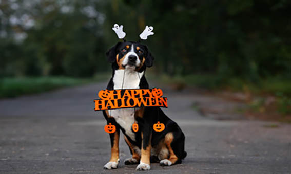 dog pumpkin costume